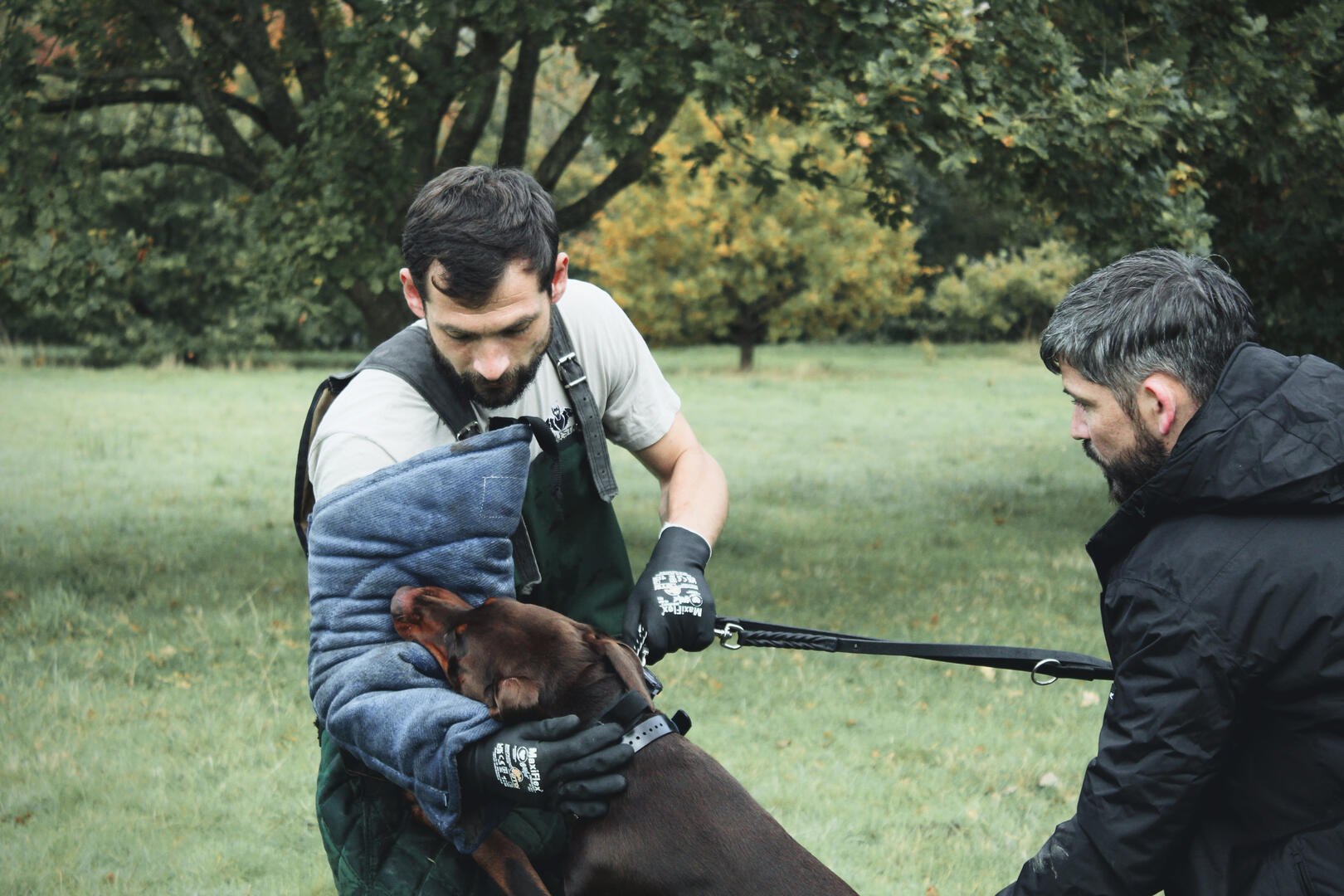 Training Doberman to become a family protection dog