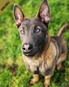 Blue-is-a-young-dutch-shepherd-currently-working-through-an-advanced-training-program-and-soon-to-be-level-one-certified