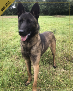 Blue-is-a-young-dutch-shepherd-currently-working-through-an-advanced-training-program-and-soon-to-be-level-one-certified