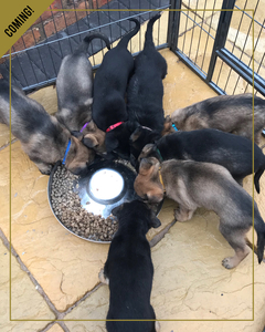 K9-International-belgian-malinois-pups-will-be-available-around-mid-2026