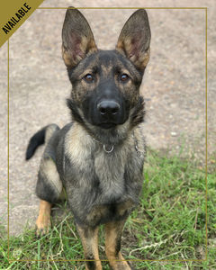 Luna-is-one-of-our-young-dutch-shepherds-progressing-well-through-her-advanced-training-program