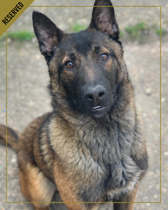 Razor-is-one-of-our-pups-born-and-bread-with-us-and-is-now-undergoing-unique-training-to-become-a-level-two-protection-do-for-a-high-profile-client