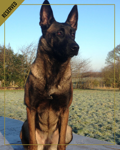 Rita-is-one-of-our-elite-level-three-family-protection-dogs-which-has-been-recently-reserved-and-soon-to-join-her-forever-home