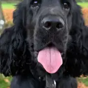 Sarah Webster – Bertie, Cocker Spaniel (Derby, UK)