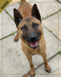 major-is-a-two-year-old-level-two-family-protection-dog-in-his-prime