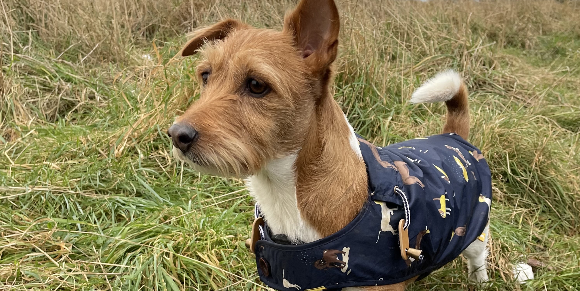 west-midlands-family-dog-trainer