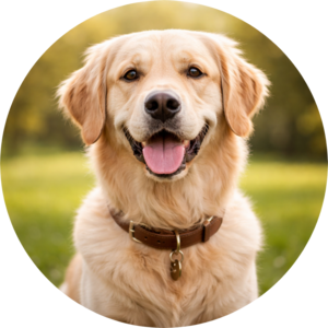 Build trust and reduce anxiety—for your dog and for you.