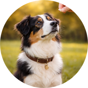 Reliable recall, calm control, and a dog you feel proud of.