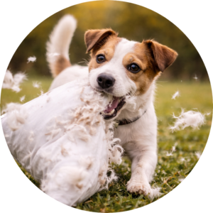 A dog in the Kidderminster and Worcester area showing challenging behaviour that can be improved through structured training