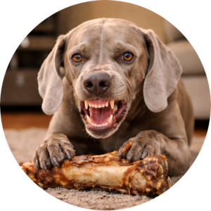 Resource guarding in dogs shown during structured behaviour training to reduce possessiveness